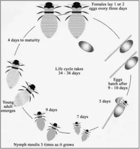 IELTS Academic Writing Task 1 Cycle depicting a bee's life cycle